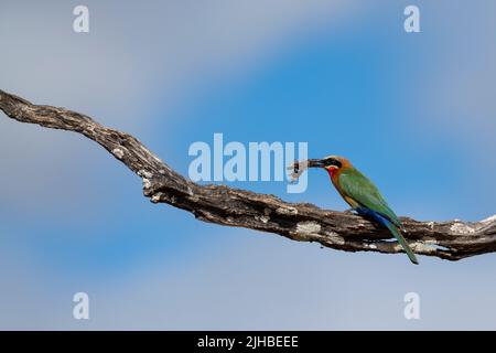 Sambia, South Luangwa National Park. Bienenfresser mit weißer Front (Merops-Bullockoides) mit Motte im Schnabel. Stockfoto