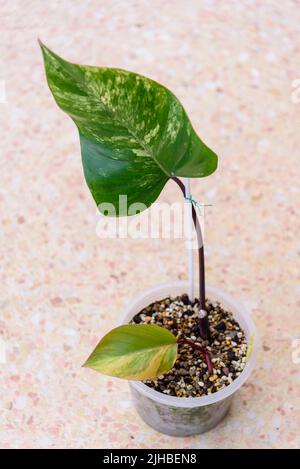 Philodendron Red Emerald / Philodendron Stawberry Shake Stockfoto