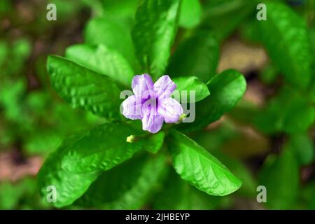 Schöne violette mexikanische Petunie mit selektivem Fokus. Nahaufnahme der mexikanischen Petunias Stockfoto