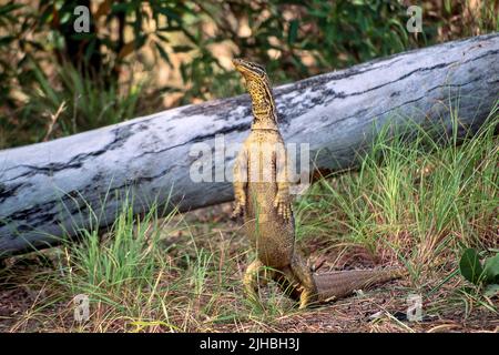 Merten's Water Monitor (Varanus mertensi) aus dem Northen Territory, Australien. Stockfoto