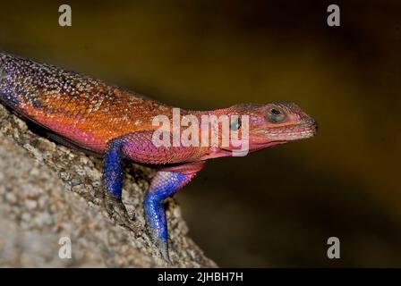 Dominantes Männchen der Mwanza flacher Agama, Agama Mwanzae. Serengeti NP, Tansania. Stockfoto