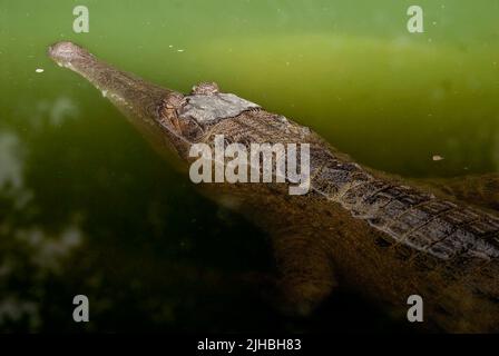 Schlankes Krokodil, Crocodylus cataphractus.kontrollierte Bedingungen Stockfoto