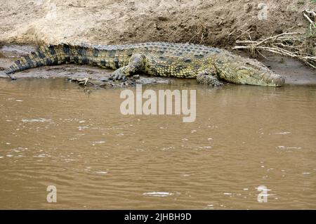 Nilkrokodil, Crocodylus niloticus, in Mara River, Kenia. Stockfoto