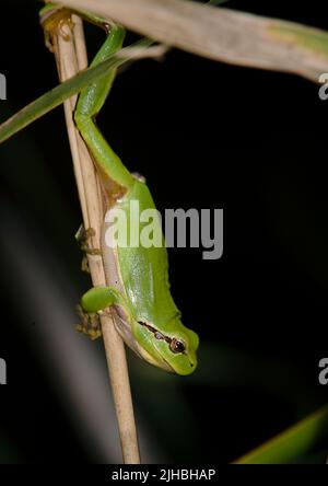 Mediterraner Baumfrosch (Hyla meridionalis) aus Camargue, Provence, Südfrankreich. Stockfoto