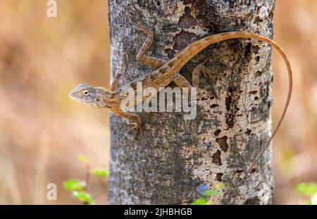 Orientalische Garteneidechse (Caloes versicolor) aus dem Tadoba NP, Indien. Stockfoto
