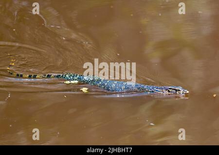 Asiatischer Wassermonitor (Varanus Salvator) schwimmt in einem Fluss im Tanjung Puting National Park, im südlichen Borneo. Stockfoto