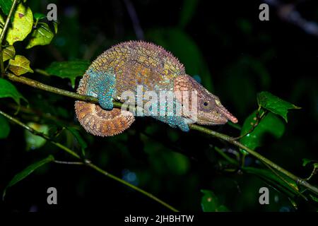 Kryptisches oder blaubeiniges Chamäleon (Calumma crypticum, männlich) aus Ranomafana NP, Ost-Madagaskar. Stockfoto