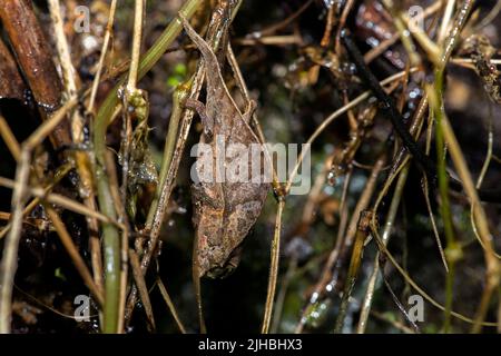 Langgestrecktes, altes Blattchamäleon (Brookesia nasus), gut versteckt unter Gräsern im Regenwald des Ranomafana NP, östlich von Madagaskar. Stockfoto