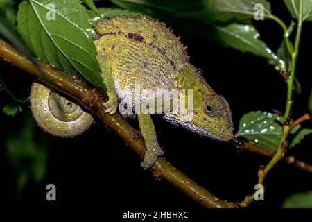 Kryptisches oder blaubeiniges Chamäleon (Calumma crypticum, weiblich) aus Ranomafana, Ost-Madagaskar. Stockfoto