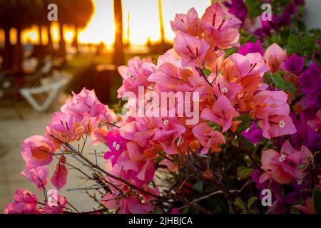 Farbenfrohe Blumen, die im Sonnenuntergang von Mexiko in einem wunderschönen Strandresort leuchten, schimmern im Licht Stockfoto