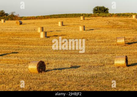 Strohballen, die nach der Ernte hergestellt wurden Stockfoto