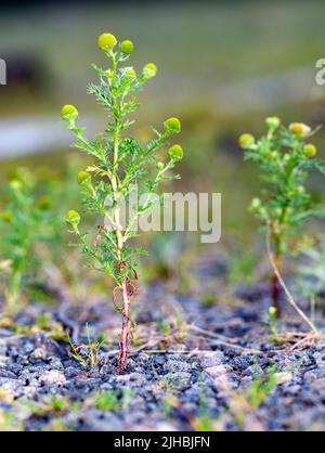 Pinappleweed (Matricaria discoidea) aus Hidra, Südwestnorwegen, Ende Juli. Stockfoto