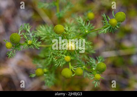 Pinappleweed (Matricaria discoidea) aus Hidra, Südwestnorwegen, Ende Juli. Stockfoto