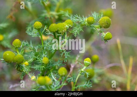 Pinappleweed (Matricaria discoidea) aus Hidra, Südwestnorwegen, Ende Juli. Stockfoto