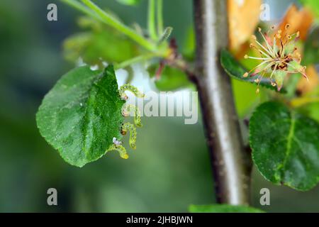 Apfelblatt-Sägeblatt (Pristiphora maesta). Apfelblatt-Sägeblatt (Pristiphora maesta). Stockfoto