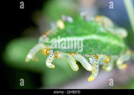 Apfelblatt-Sägeblatt (Pristiphora maesta). Apfelblatt-Sägeblatt (Pristiphora maesta). Stockfoto