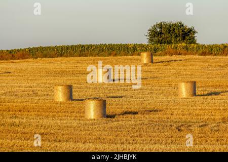 Strohballen, die nach der Ernte hergestellt wurden Stockfoto