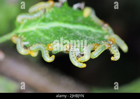 Apfelblatt-Sägeblatt (Pristiphora maesta). Apfelblatt-Sägeblatt (Pristiphora maesta). Stockfoto