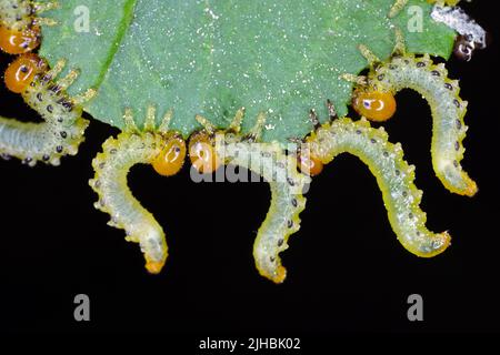 Apfelblatt-Sägeblatt (Pristiphora maesta). Apfelblatt-Sägeblatt (Pristiphora maesta). Stockfoto