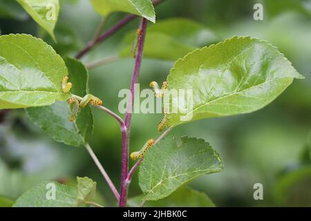 Apfelblatt-Sägeblatt (Pristiphora maesta). Apfelblatt-Sägeblatt (Pristiphora maesta). Stockfoto