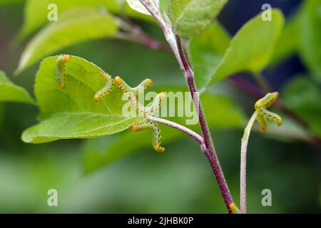 Apfelblatt-Sägeblatt (Pristiphora maesta). Apfelblatt-Sägeblatt (Pristiphora maesta). Stockfoto