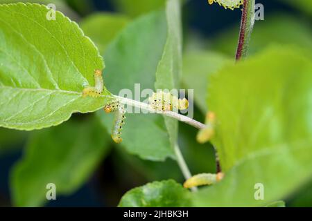 Apfelblatt-Sägeblatt (Pristiphora maesta). Apfelblatt-Sägeblatt (Pristiphora maesta). Stockfoto