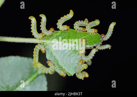 Apfelblatt-Sägeblatt (Pristiphora maesta). Apfelblatt-Sägeblatt (Pristiphora maesta). Stockfoto