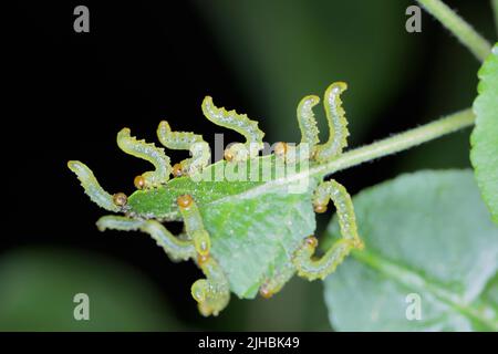 Apfelblatt-Sägeblatt (Pristiphora maesta). Apfelblatt-Sägeblatt (Pristiphora maesta). Stockfoto