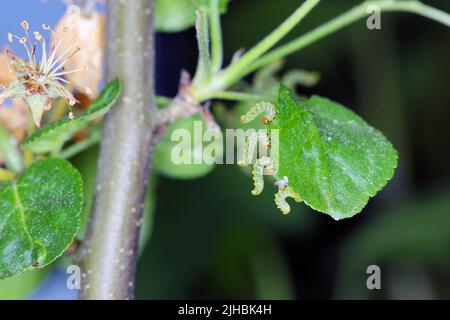 Apfelblatt-Sägeblatt (Pristiphora maesta). Apfelblatt-Sägeblatt (Pristiphora maesta). Stockfoto