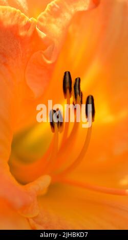 Nahaufnahme einer pfirsichfarbenen Tageslilie (Hemerocallis ssp.) mit braun gestreiften Anthern auf einem orangefarbenen, gelben Hintergrund der Blütenblätter. Stockfoto