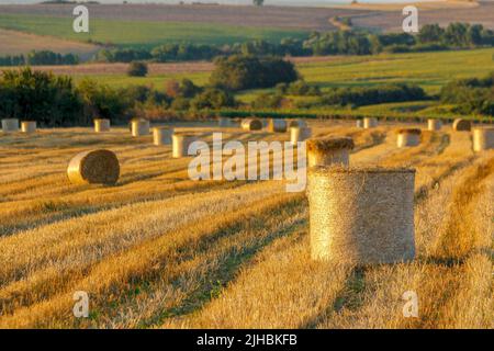 Strohballen, die nach der Ernte hergestellt wurden Stockfoto