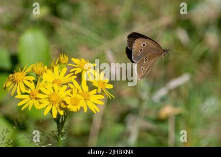 Ringel-Schmetterling (Aphantopus hyperantuscommon), der im Sommer nach dem Nektarieren auf Ragwürzeblüten wegfliegt, England, Großbritannien Stockfoto