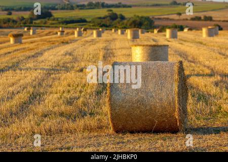 Strohballen, die nach der Ernte hergestellt wurden Stockfoto