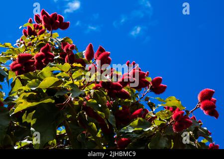 Baum der Achiote gegen einen blauen Himmel. Der wissenschaftliche Name dieses Strauchs ist Bixa orellana und ist am besten als Quelle des Annatto bekannt Stockfoto