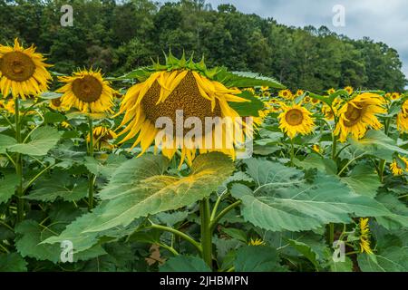 Voll geöffnete große Sonnenblumenpflanzen, die mit Pollen bedeckt sind, beginnen, stark mit Samen zu sabbern, die im Herbst zur Ernte bereit sind Stockfoto