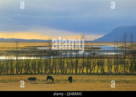 Sonnenaufgang in Island mit Blick auf wunderschöne Seen und isländische Pferde Stockfoto