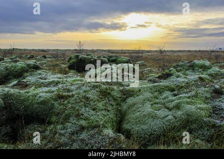 Isländische Landschaft mit buntem Moosteppich Stockfoto