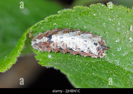 Larven von Schwebfliegen genannt Blumenfliegen oder Syrphidae Fliegen, bilden die Insektenfamilie Syrphidae. Stockfoto