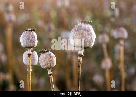 Mohn-Köpfe Stockfoto