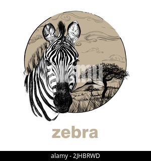 Handgezeichnetes Zebra, Skizzengrafik auf weißem Hintergrund (Originale, keine Zeichnung) Stockfoto