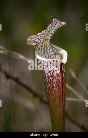 Nahaufnahme der fleischfressenden Pitcher-Anlage in Weeks Bay in Foley, Alabama, USA Stockfoto