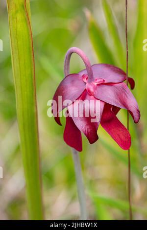 Fleischfressende Pflanze im selektiven Fokus Nahaufnahme des Blumenportraits im Weeks Bay Pitcher Plant Bog in Alabama Stockfoto