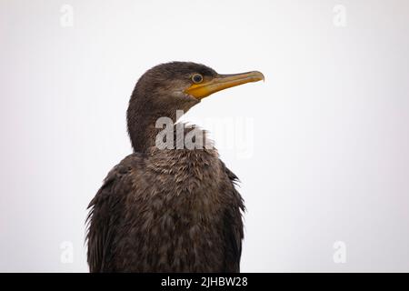 Nahaufnahme eines Kormorans mit viel Platz für Kopien auf weißem Hintergrund. Standort ist Texas, USA, Brazoria National Wildlife Refuge. Stockfoto