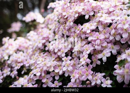 Eine Nahaufnahme von Clematis Montana (Pink Perfection) Blumen, die im Freien wachsen Stockfoto