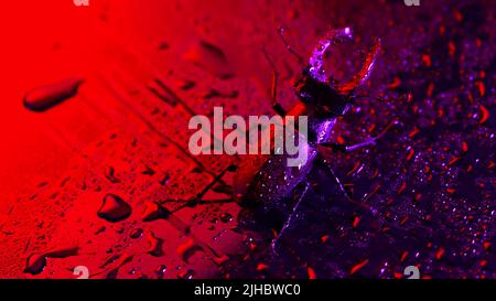 Schönes Insekt in der Roten Liste, größter seltener Hirsch in europa - Lucanus cervius. Gehörnte Käferhirsche auf heller, farbenfroher Neonoberfläche mit Regen Stockfoto