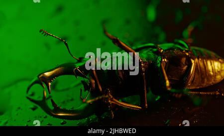 Der gehörnte Käfer bewegt sich auf seinem Rücken auf der grünen Oberfläche mit Regentropfen. Schönes Insekt in der Roten Liste, größter seltener Hirsch in europa - Lucanus Stockfoto