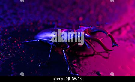 Gehörnte Käferhirsche auf violett nasser Neonoberfläche mit Regentropfen. Schönes Insekt in der Roten Liste, größter seltener Hirsch in europa - Lucanus cervius Stockfoto