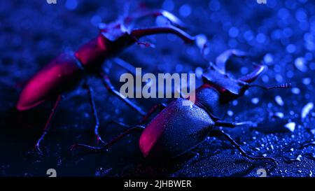 Schöne Insekten, die in der Roten Liste aufgeführt sind, größte seltene männliche Hirsche in europa - Lucanus cervius. Gehörnte Käfer Hirschen auf blau bunten Neonoberfläche mit Regen Stockfoto