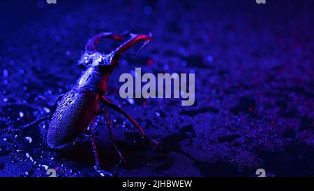 Gehörnte Käferhirsche auf blau nasser Oberfläche mit Regentropfen. Schönes Insekt in der Roten Liste, größter seltener Hirsch in europa - Lucanus cervius Stockfoto