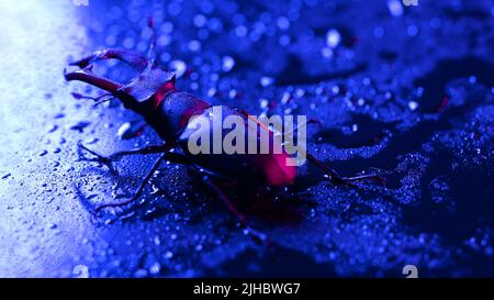 Gehörnte Käferhirsche auf blau nasser Oberfläche mit Regentropfen. Schönes Insekt in der Roten Liste, größter seltener Hirsch in europa - Lucanus cervius Stockfoto